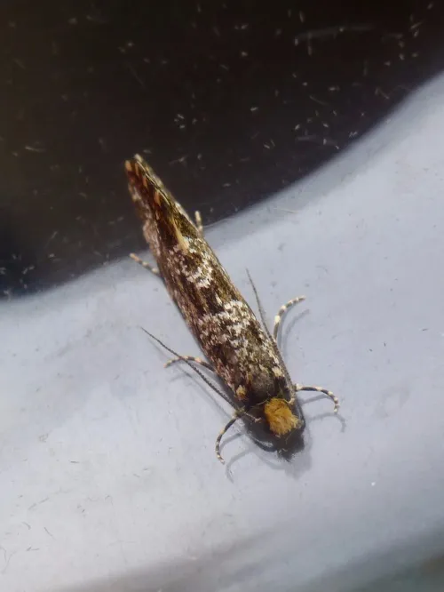 Triaxomera parasitella - photo 5