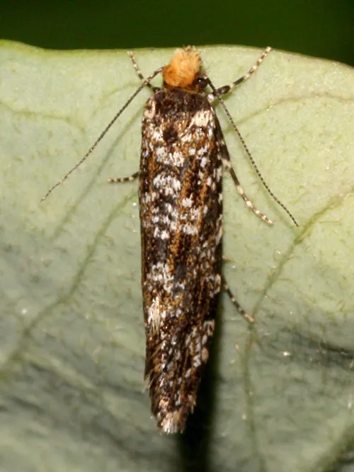 Triaxomera parasitella - photo 6