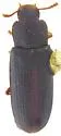 American Black Flour Beetle - photo 2