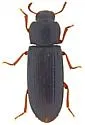 American Black Flour Beetle - photo 3