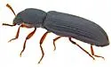 American Black Flour Beetle - photo 4