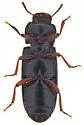 American Black Flour Beetle - photo 5