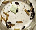 North American Flour Beetle