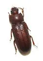 North American Flour Beetle - photo 2