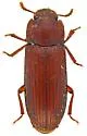 North American Flour Beetle - photo 3