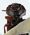 North American Flour Beetle - photo 4