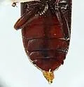 North American Flour Beetle - photo 5