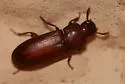 Red Flour Beetle