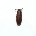 Red Flour Beetle - photo 2