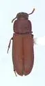 Red Flour Beetle - photo 3