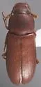Red Flour Beetle - photo 4