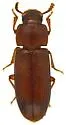 Red Flour Beetle - photo 5