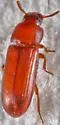 Confused Flour Beetle