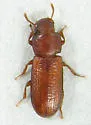 Confused Flour Beetle - photo 2