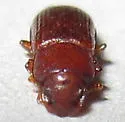 Confused Flour Beetle - photo 3
