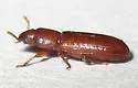 Confused Flour Beetle - photo 4