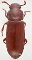Confused Flour Beetle - photo 5