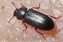False Black Flour Beetle