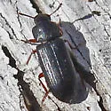 False Black Flour Beetle - photo 2