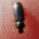 False Black Flour Beetle - photo 3