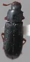 False Black Flour Beetle - photo 4