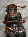False Black Flour Beetle - photo 5