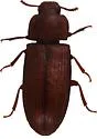 Tribolium freemani