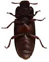 Tribolium freemani - photo 2