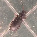 Black Flour Beetle