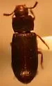 Black Flour Beetle - photo 2