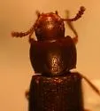 Black Flour Beetle - photo 3