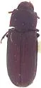 Tribolium parallelum