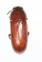 Tribolium setosum - Tribolium setosum