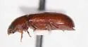 Tribolium setosum - photo 2