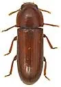 Tribolium setosum - photo 3