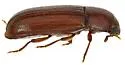 Tribolium setosum - photo 4