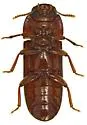 Tribolium setosum - photo 5