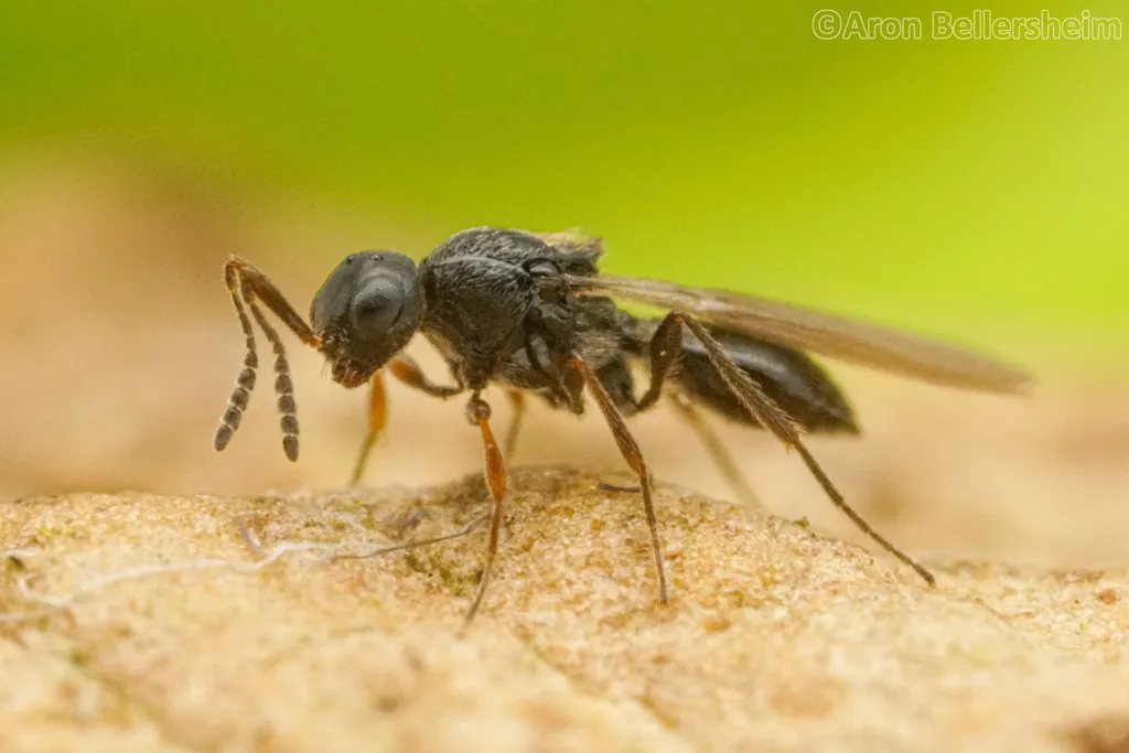 Trichacis tristis - photo 2