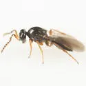 Trichacis virginiensis