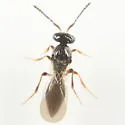 Trichacis virginiensis - photo 2
