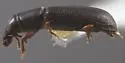 Trichacorynus protractus - photo 2