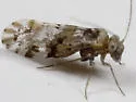 Trichadenotecnum alexanderae