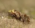 Trichadenotecnum castum