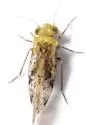 Trichadenotecnum castum - photo 2