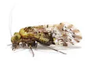 Trichadenotecnum castum - photo 3