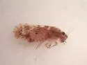 Trichadenotecnum circularoides - photo 3