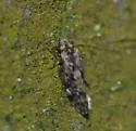 Trichadenotecnum circularoides - photo 5