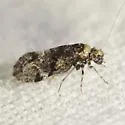 Trichadenotecnum desolatum