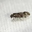 Trichadenotecnum desolatum - photo 2