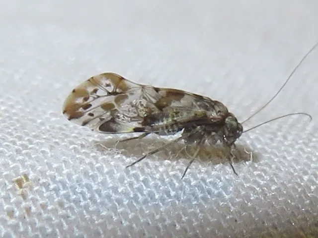 Trichadenotecnum majus - photo 3